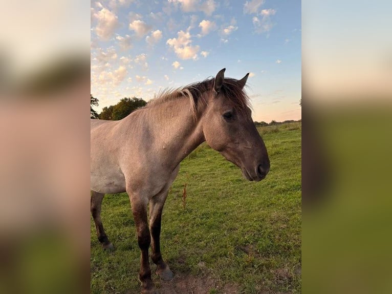 Konik Wallach 4 Jahre Falbe in Bargteheide