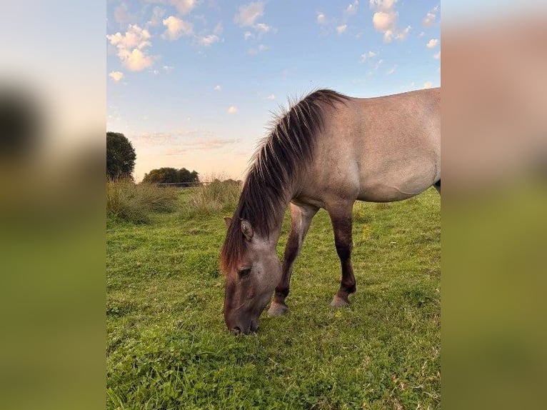 Konik Wallach 4 Jahre Falbe in Bargteheide