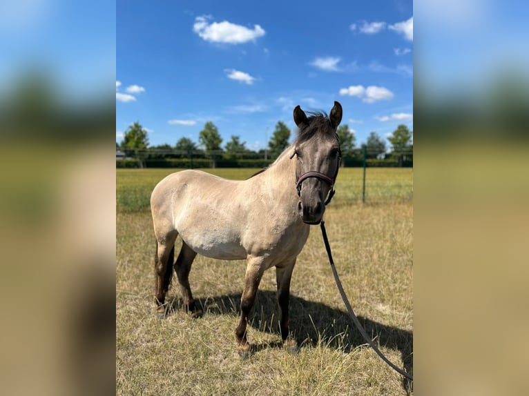 Konik Wallach 5 Jahre 130 cm Falbe in H&#xFC;rth
