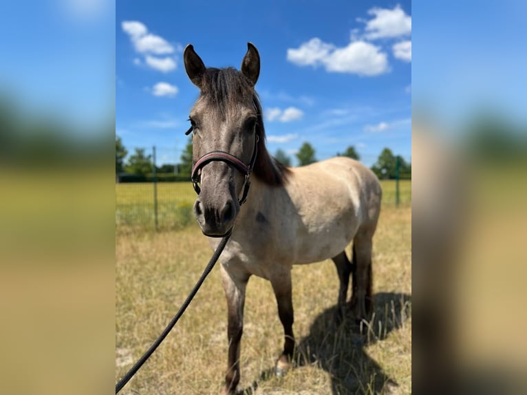 Konik Wallach 5 Jahre 130 cm Falbe in H&#xFC;rth