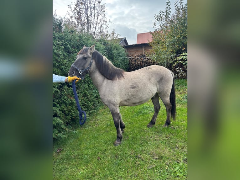 Konik Wallach 5 Jahre 134 cm Kann Schimmel werden in Narewka Konik Wallach 5 Jahre 134 cm Kann Schimmel werden in Narewka