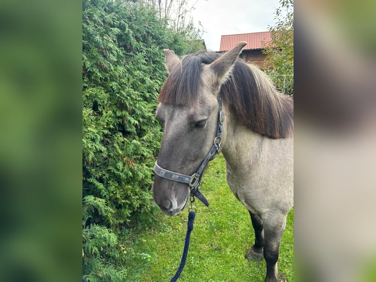Konik Wallach 5 Jahre 134 cm Kann Schimmel werden in Narewka Konik Wallach 5 Jahre 134 cm Kann Schimmel werden in Narewka