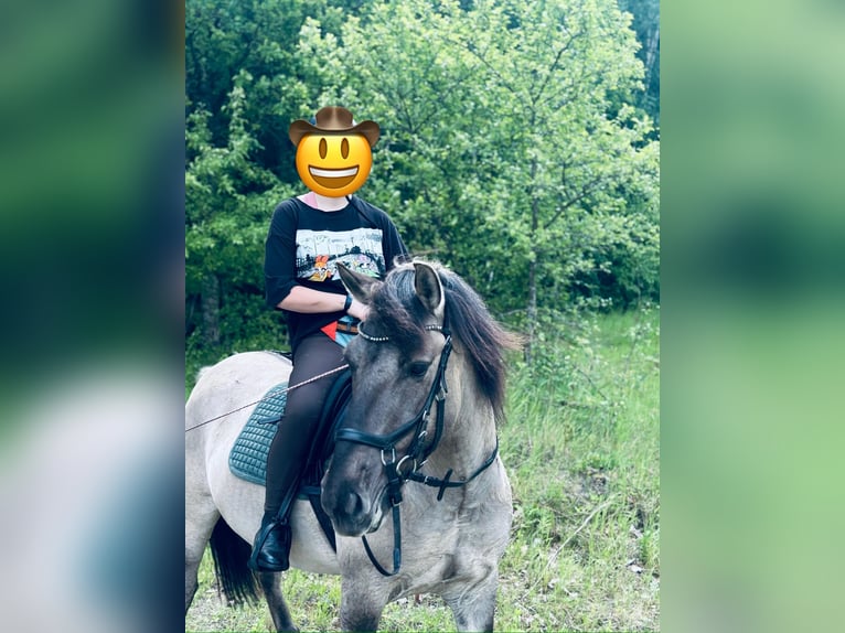 Konik Wallach 5 Jahre 134 cm Kann Schimmel werden in Narewka Konik Wallach 5 Jahre 134 cm Kann Schimmel werden in Narewka