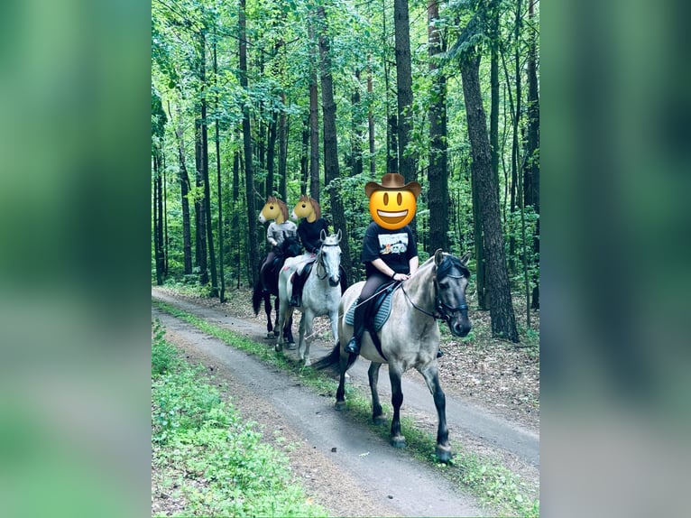 Konik Wallach 5 Jahre 134 cm Kann Schimmel werden in Narewka Konik Wallach 5 Jahre 134 cm Kann Schimmel werden in Narewka