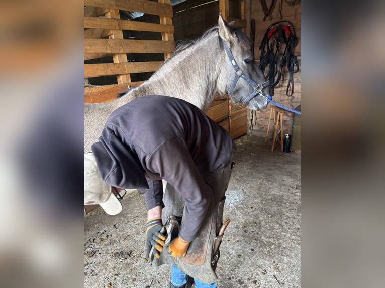 Konik Wallach 5 Jahre 134 cm Kann Schimmel werden in Narewka Konik Wallach 5 Jahre 134 cm Kann Schimmel werden in Narewka