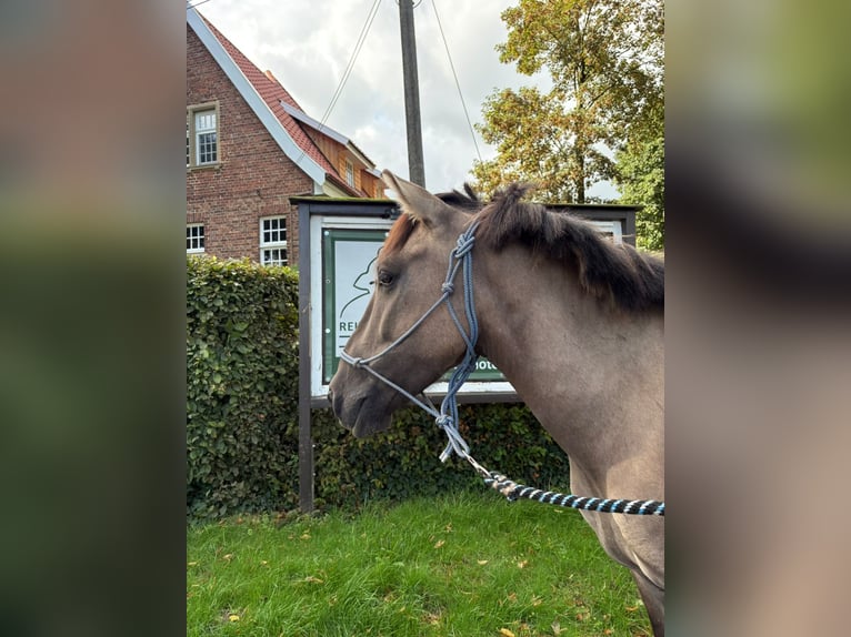 Konik Wallach 5 Jahre 136 cm Falbe in Eggermühlen