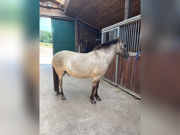 Konik Wallach 5 Jahre 136 cm Falbe in SchalksmühleSchalksmühle