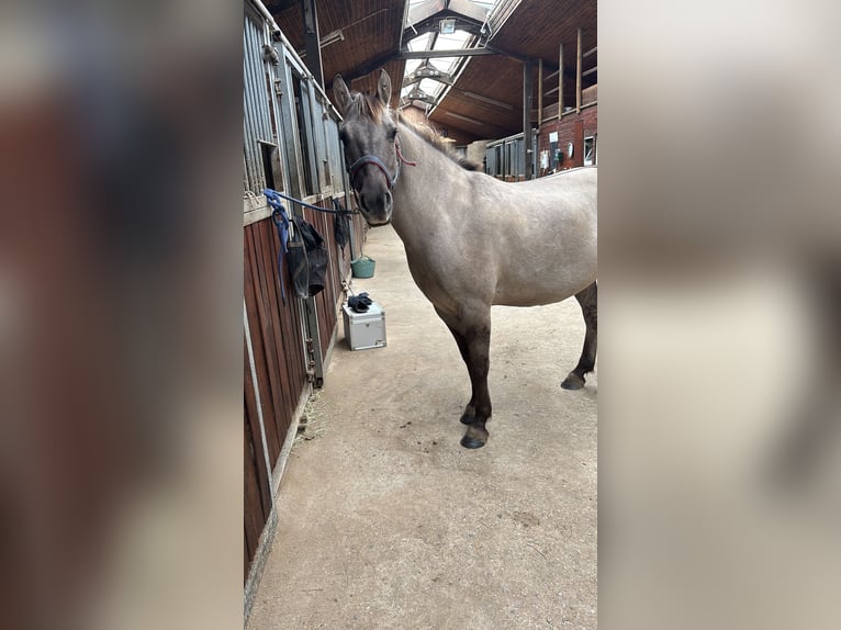 Konik Wallach 5 Jahre 136 cm Falbe in SchalksmühleSchalksmühle