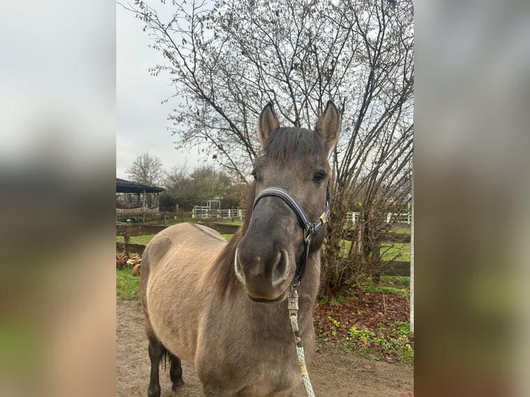 Konik Wallach 5 Jahre 139 cm Grullo in Niederzier