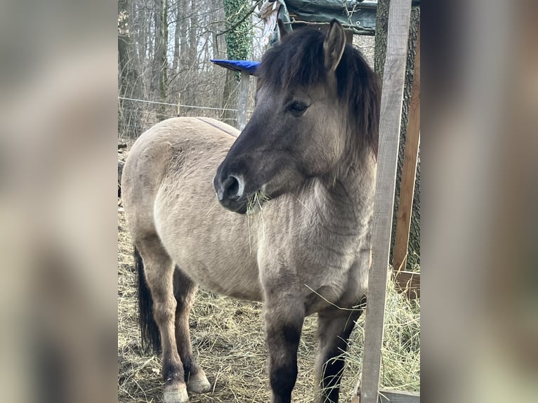 Konik Wallach 5 Jahre 140 cm Falbe in Klosterneuburg