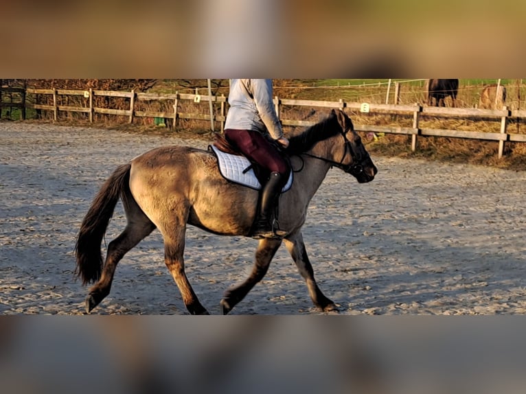 Konik Wallach 5 Jahre 140 cm Falbe in Radevormwald