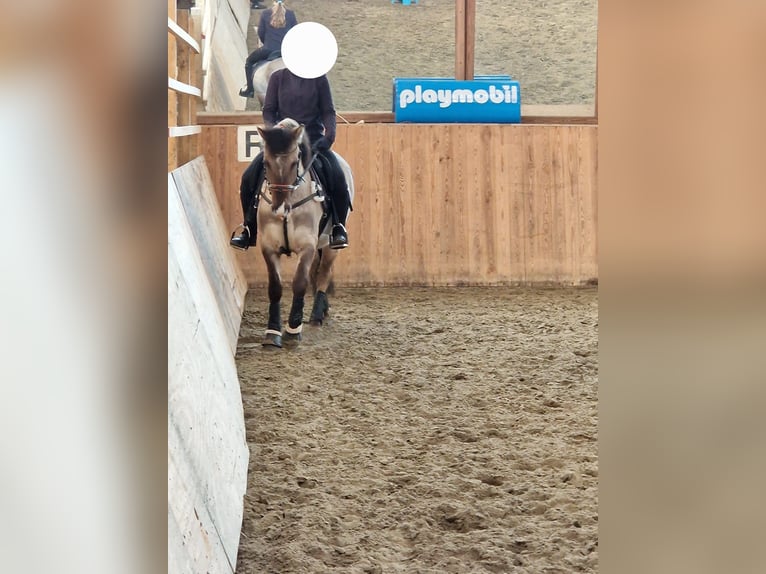 Konik Wallach 5 Jahre 140 cm Falbe in Pinneberg