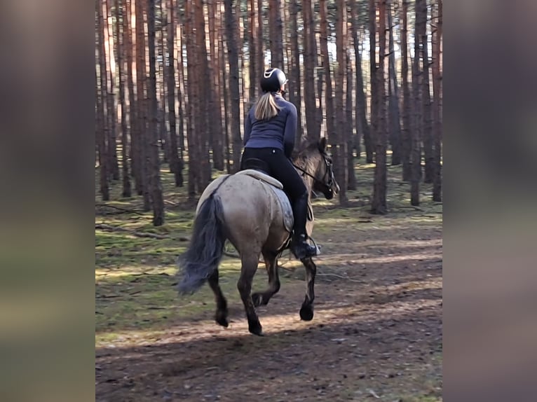 Konik Wallach 5 Jahre 141 cm Falbe in Forst