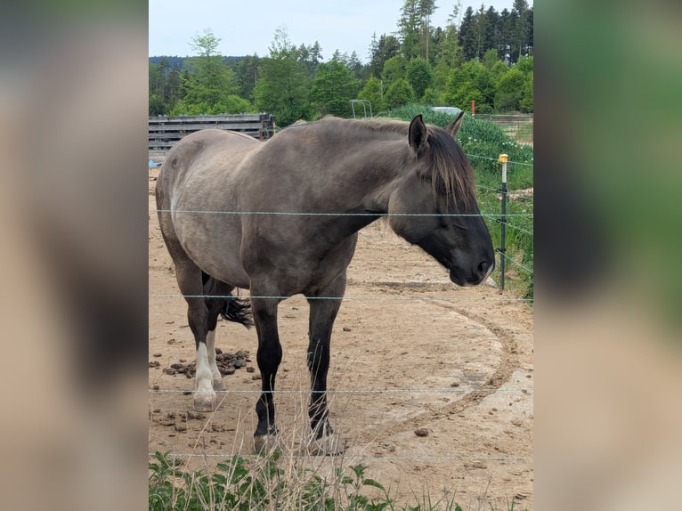 Konik Wallach 5 Jahre 144 cm Grullo in Waldshut-Tiengen