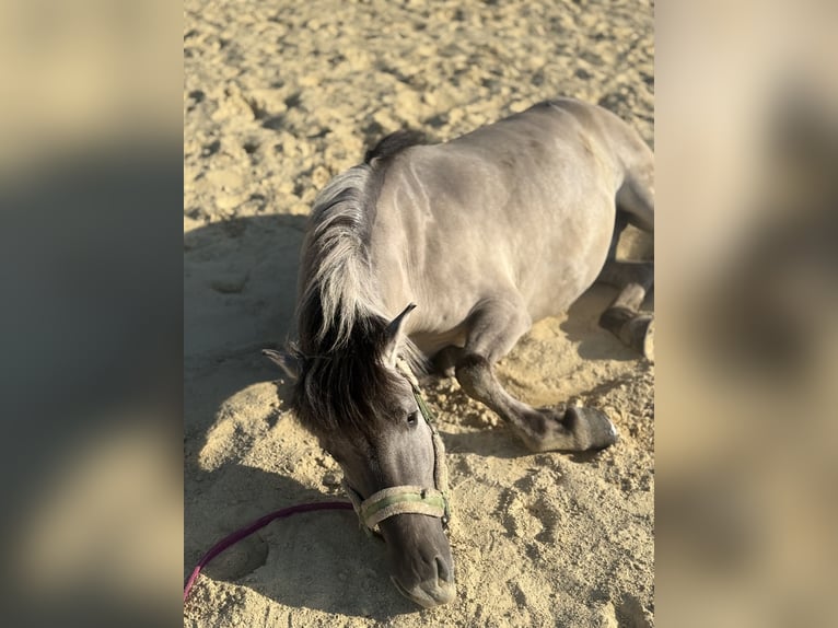 Konik Wallach 6 Jahre 130 cm Falbe in Hohenwarth
