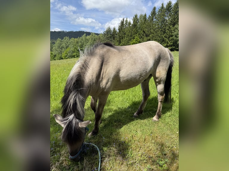 Konik Wallach 6 Jahre 130 cm Falbe in Hohenwarth