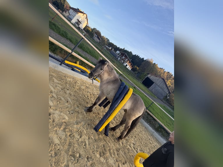 Konik Wallach 6 Jahre 130 cm Falbe in Hohenwarth