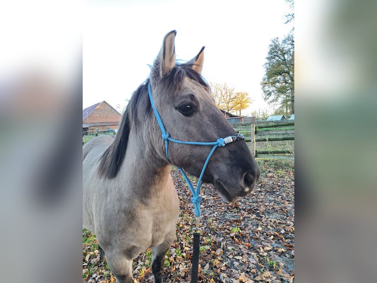 Konik Wallach 6 Jahre 137 cm in Schwanewede