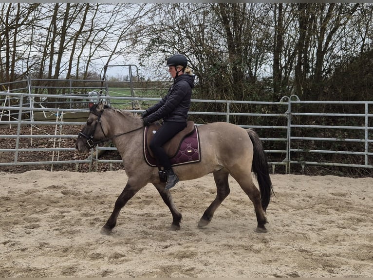 Konik Wallach 6 Jahre 139 cm Falbe in Bad Camberg