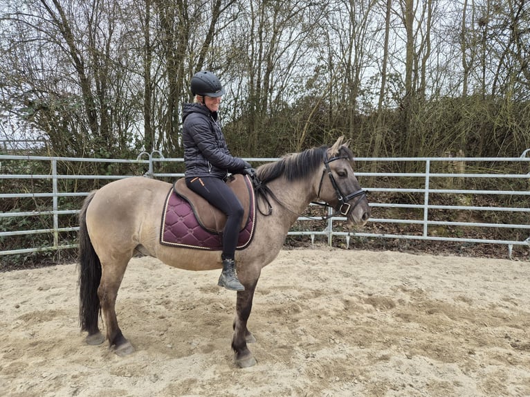 Konik Wallach 6 Jahre 139 cm Falbe in Bad Camberg