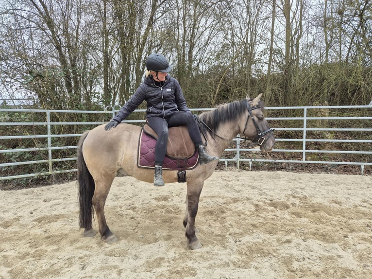 Konik Wallach 6 Jahre 139 cm Falbe in Bad Camberg