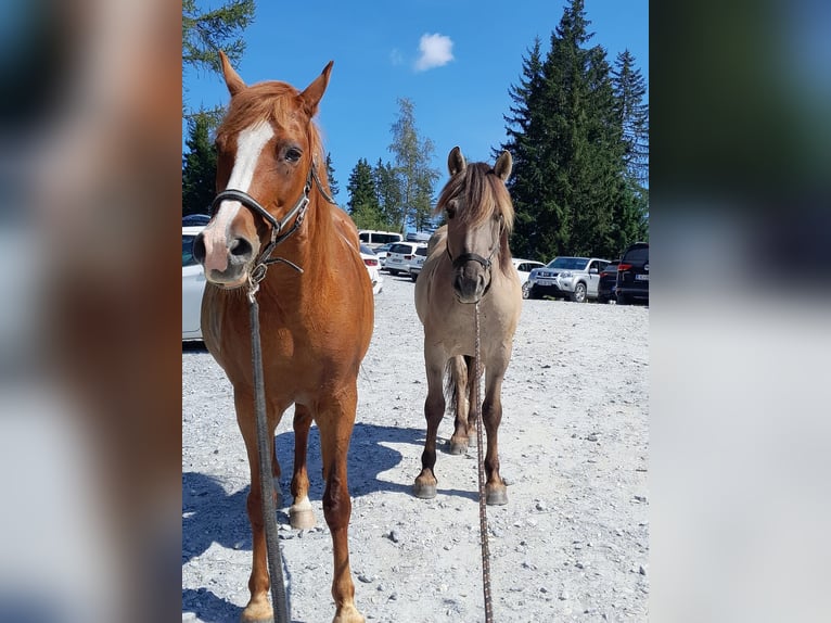 Konik Wallach 6 Jahre 141 cm in Grossarl