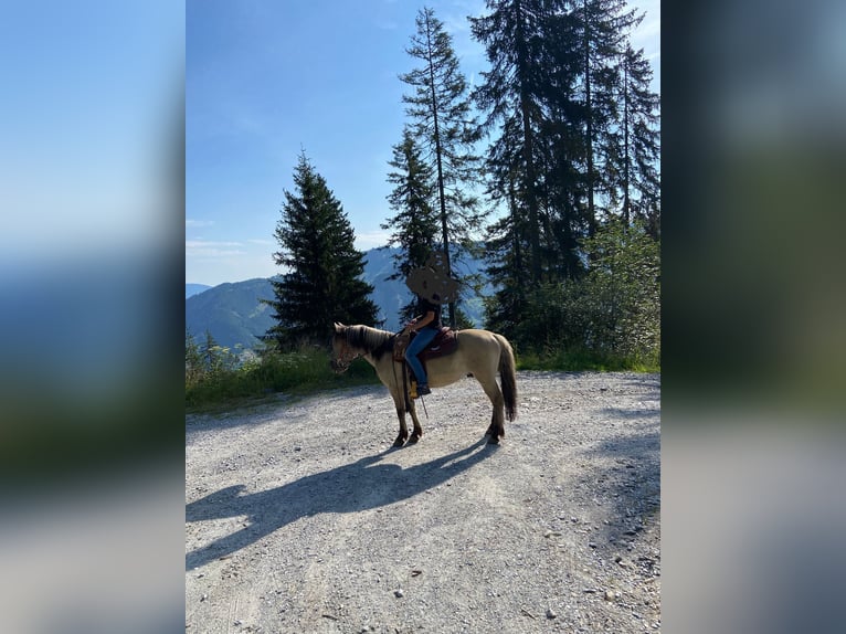 Konik Wallach 6 Jahre 141 cm in Grossarl