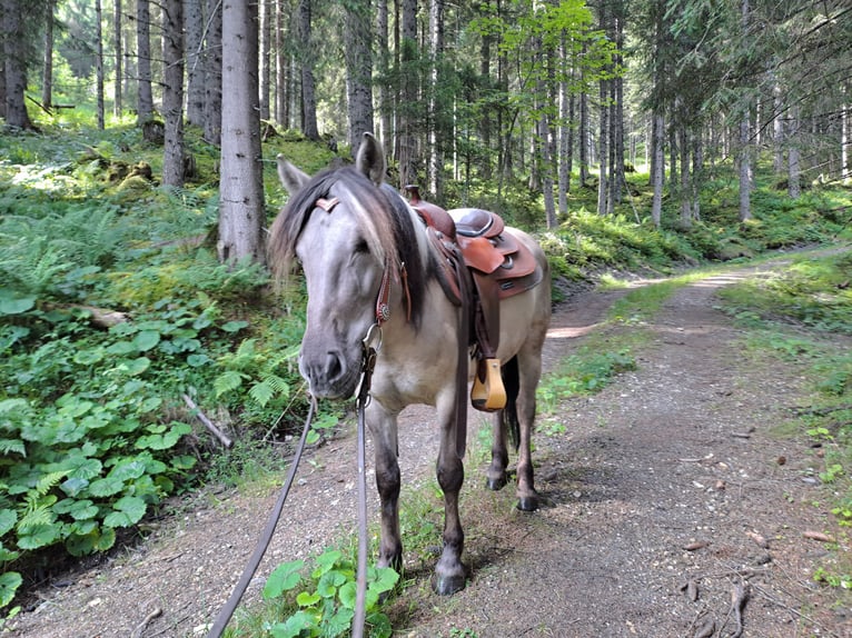 Konik Wallach 6 Jahre 141 cm in Grossarl