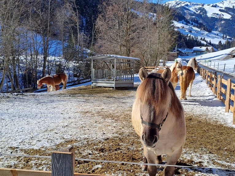 Konik Wallach 6 Jahre 141 cm in Grossarl