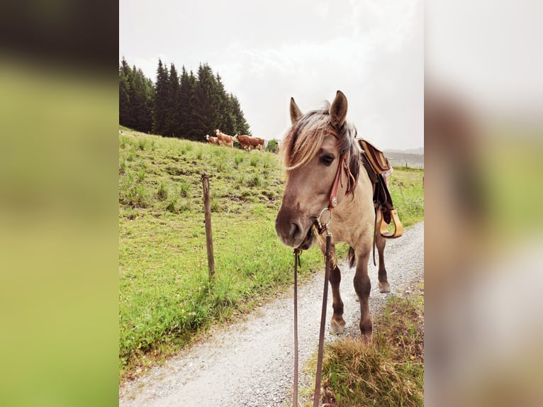 Konik Wallach 6 Jahre 141 cm in Grossarl