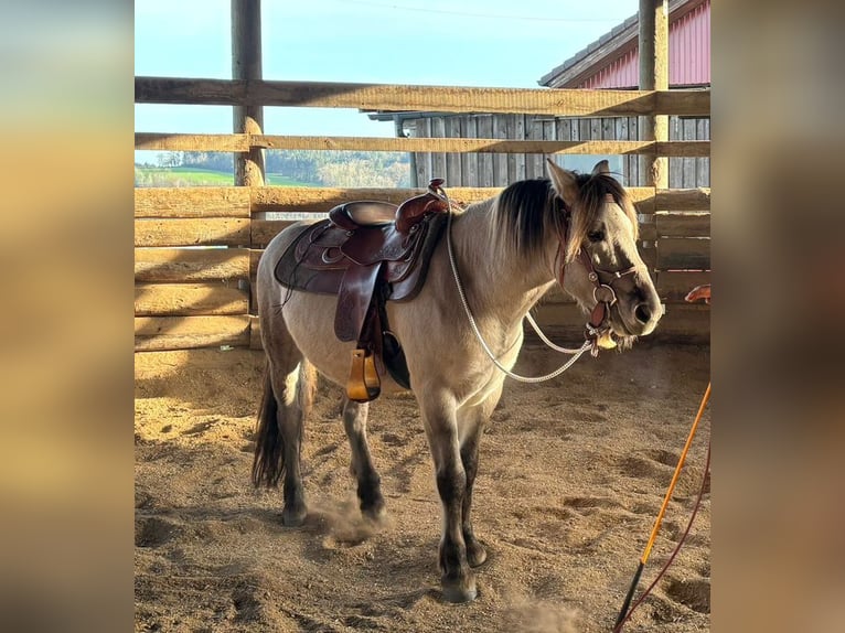 Konik Wallach 6 Jahre 141 cm in Grossarl
