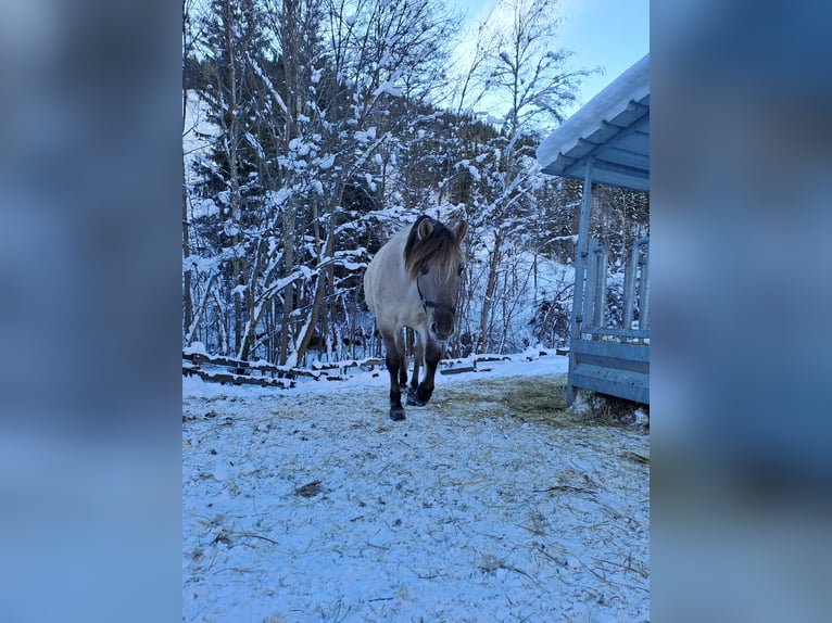 Konik Wallach 6 Jahre 142 cm in Grossarl