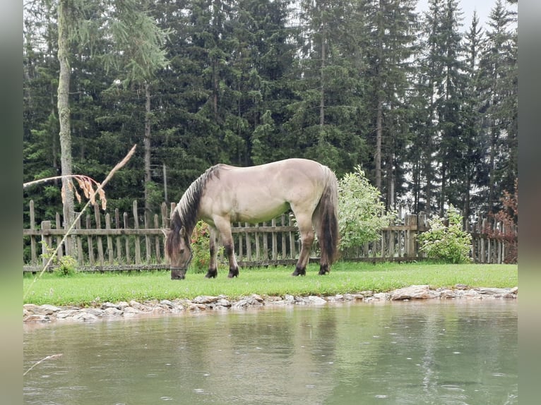 Konik Wallach 6 Jahre 142 cm in Grossarl