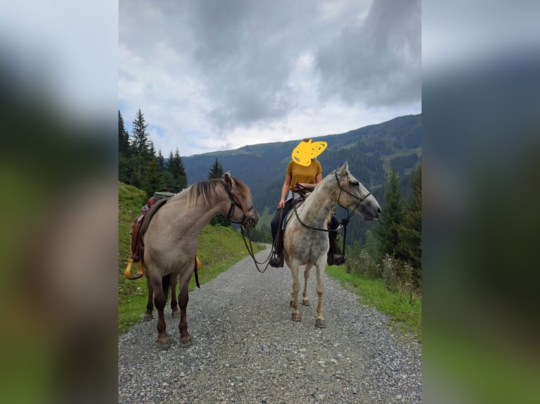 Konik Wallach 6 Jahre 142 cm in Grossarl