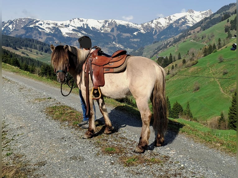 Konik Wallach 6 Jahre 142 cm in Grossarl