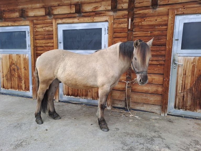 Konik Wallach 6 Jahre 142 cm in Grossarl
