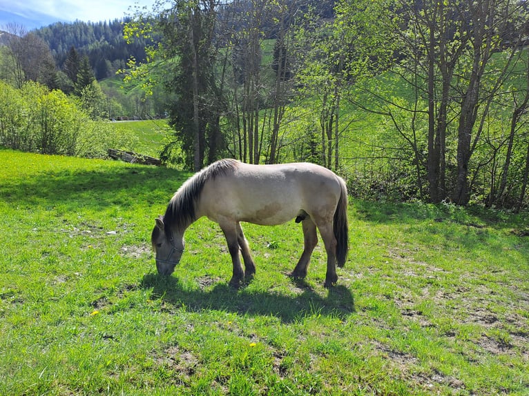Konik Wallach 6 Jahre 142 cm in Grossarl