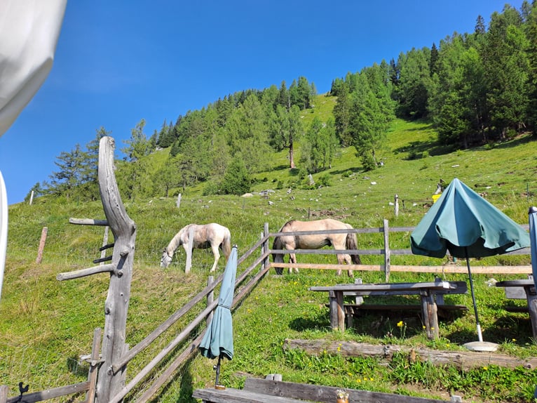 Konik Wallach 6 Jahre 142 cm in Grossarl