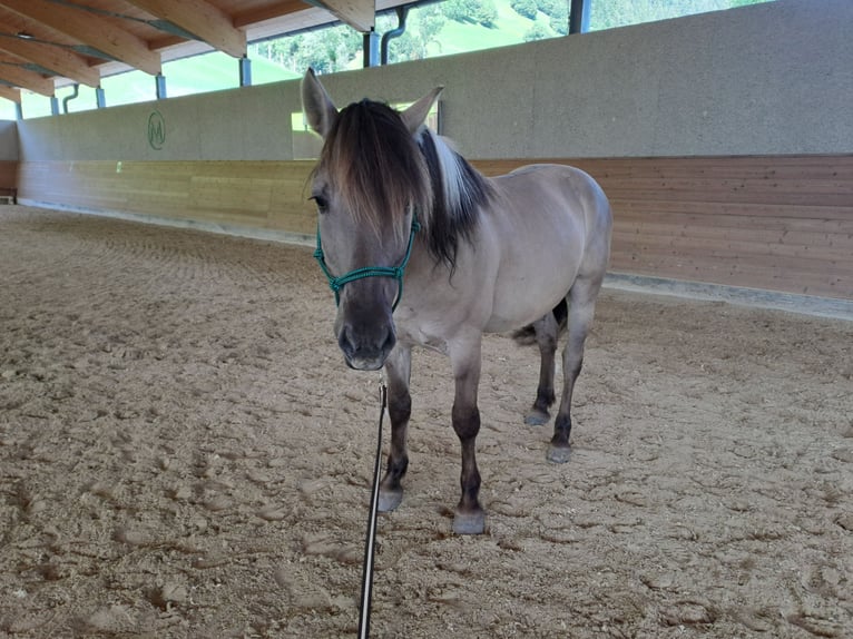 Konik Wallach 6 Jahre 142 cm in Grossarl