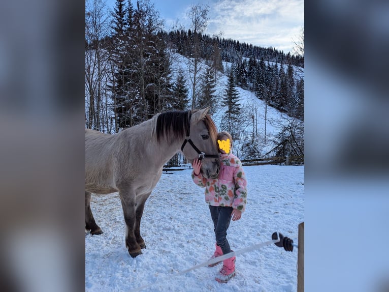 Konik Wallach 6 Jahre 142 cm in Grossarl