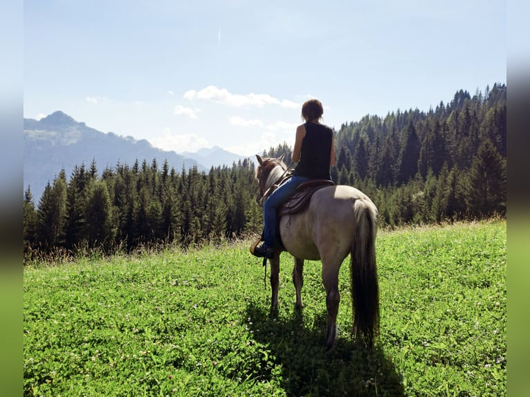 Konik Wallach 6 Jahre 142 cm in Grossarl