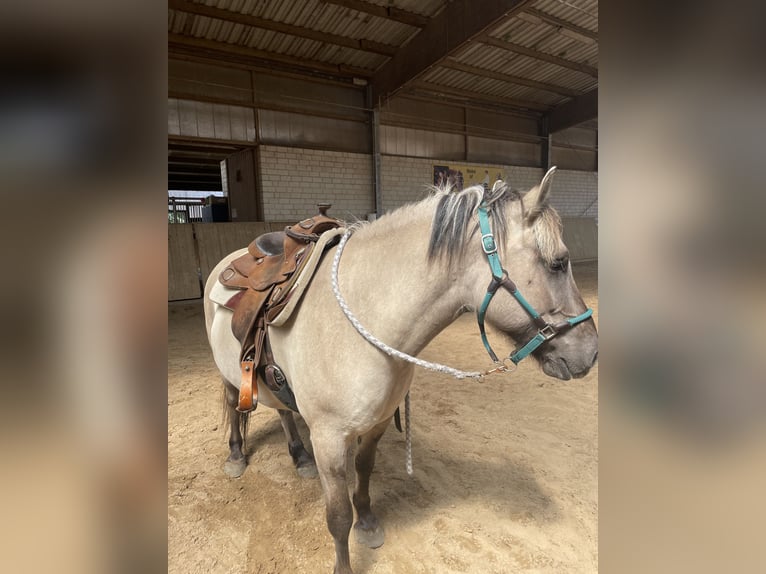 Konik Mix Wallach 6 Jahre 145 cm Grullo in Wildberg