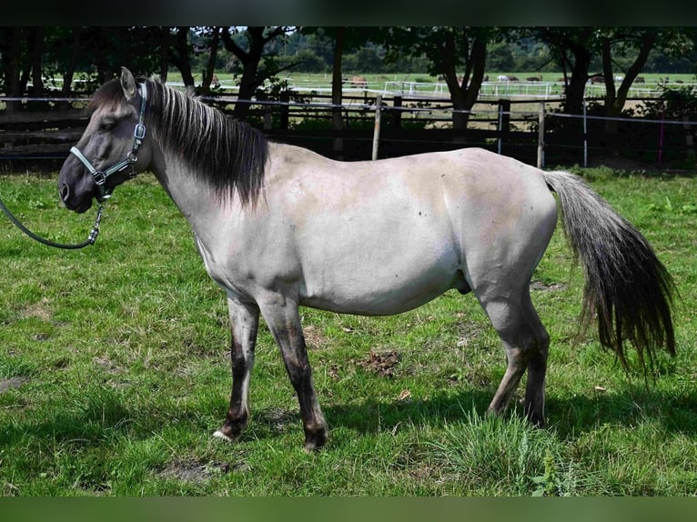 Konik Wallach 6 Jahre in WerneWerne