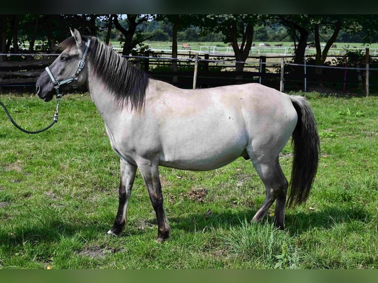 Konik Wallach 6 Jahre in WerneWerne