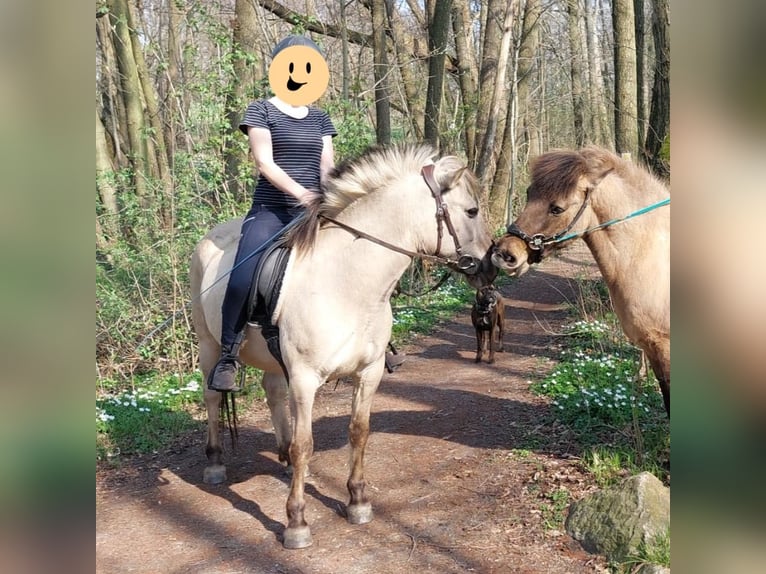 Konik Wallach 7 Jahre 130 cm  in Dresden