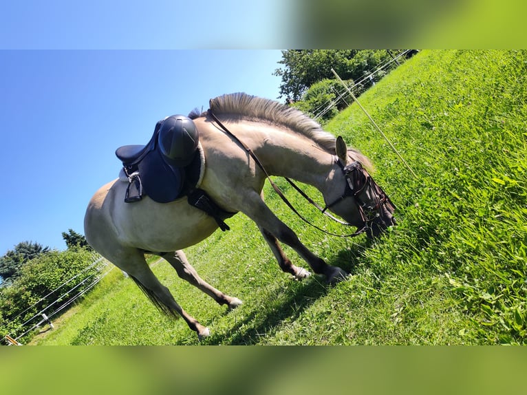Konik Wallach 7 Jahre 130 cm  in Dresden