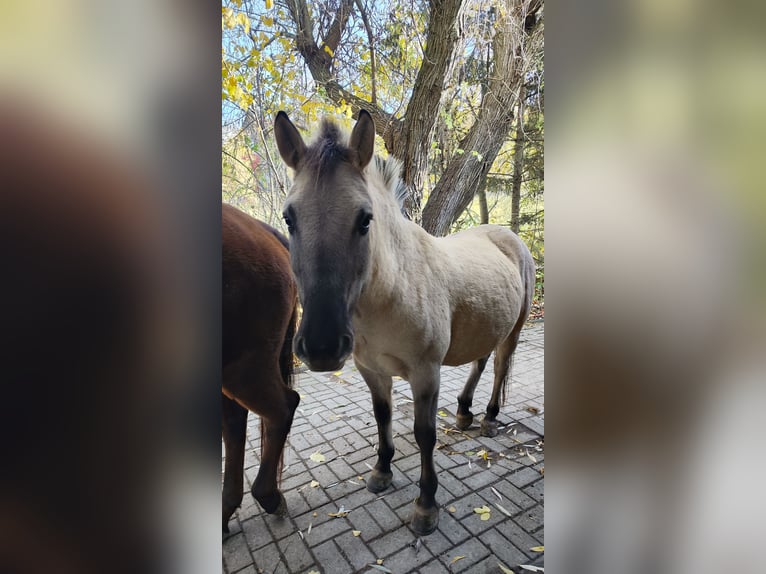 Konik Wallach 7 Jahre 130 cm  in Dresden