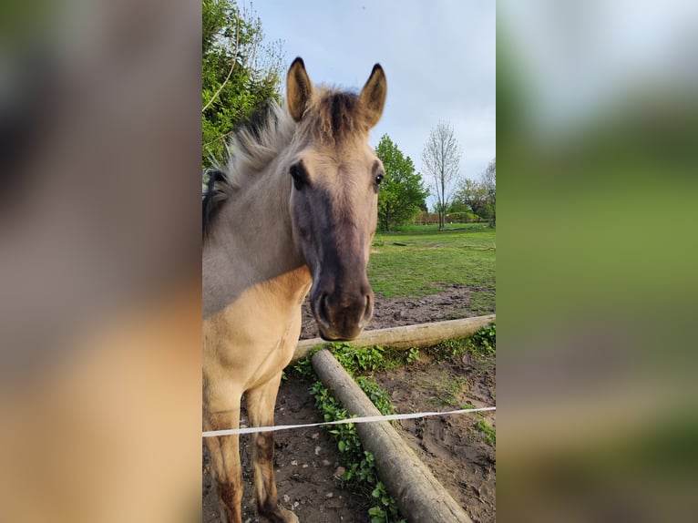 Konik Wallach 7 Jahre 130 cm  in Dresden