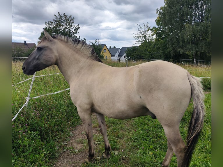 Konik Wallach 7 Jahre 130 cm  in Dresden