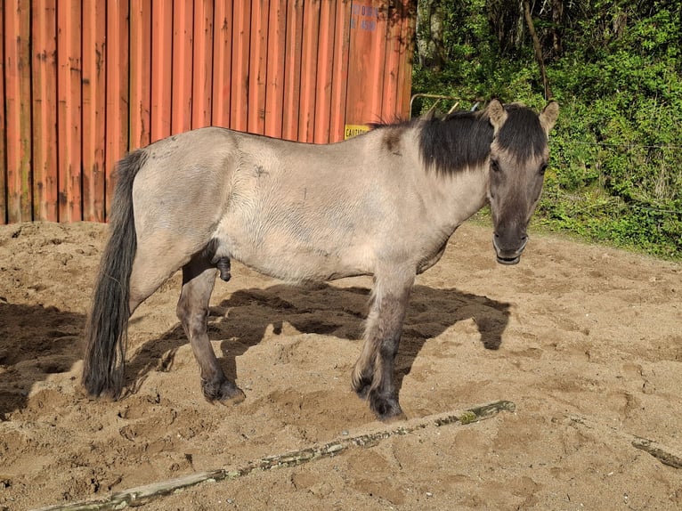 Konik Wallach 7 Jahre 138 cm Falbe in Giershausen